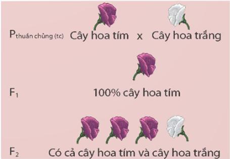 Đề cương ôn thi HK1 môn Sinh 9 KNTT