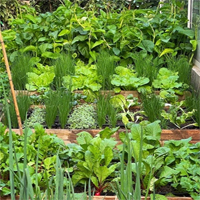 Đoạn văn tả vườn rau hoặc vườn hoa, có từ đồng nghĩa chỉ màu sắc hoặc hương thơm