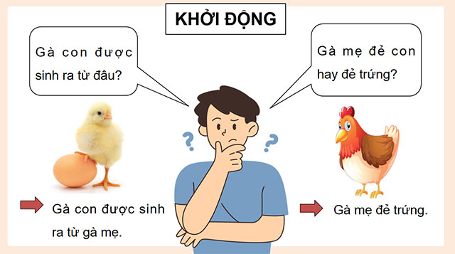 PowerPoint Sự sinh sản ở động vật đẻ trứng và động vật đẻ con