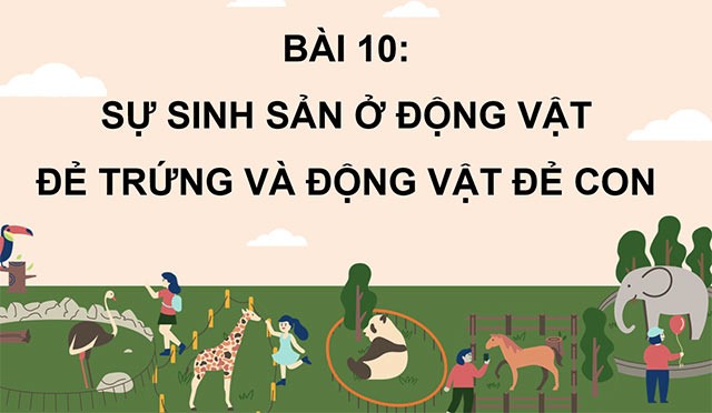 PowerPoint Sự sinh sản ở động vật đẻ trứng và động vật đẻ con