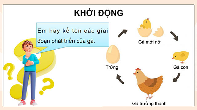 PowerPoint Vòng đời của động vật đẻ trứng và động vật đẻ con