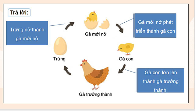 PowerPoint Vòng đời của động vật đẻ trứng và động vật đẻ con