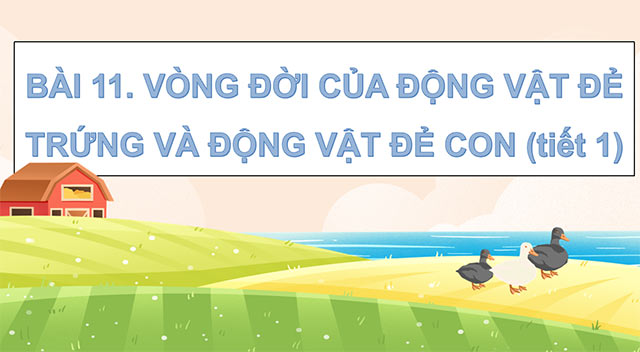 PowerPoint Vòng đời của động vật đẻ trứng và động vật đẻ con