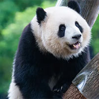 PowerPoint Khoa học 5 Ôn tập chủ đề Thực vật và động vật