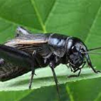 PowerPoint Ngữ văn 9 Bài 6: Dế chọi