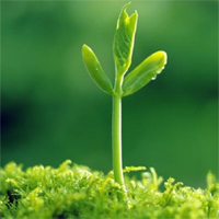 Đoạn văn cảm nhận về vẻ đẹp, sức sống của mầm non có câu ghép