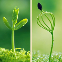 Từ “mầm non” trong bài thơ được dùng với nghĩa gốc hay nghĩa chuyển? 