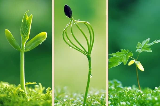 Giải Câu 4 trang 19 SGK Tiếng Việt 5 Cánh diều tập 2