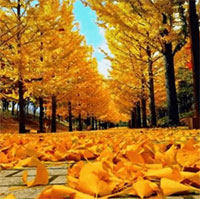 PowerPoint Ngữ văn 12 Bài 7: Ngày 30 Tết