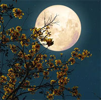 PowerPoint Ngữ Văn 12 Bài 8: Nguyên tiêu