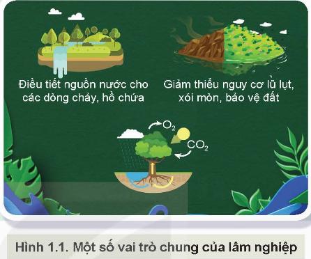 Giáo án Công nghệ 12 Lâm nghiệp thủy sản KNTT