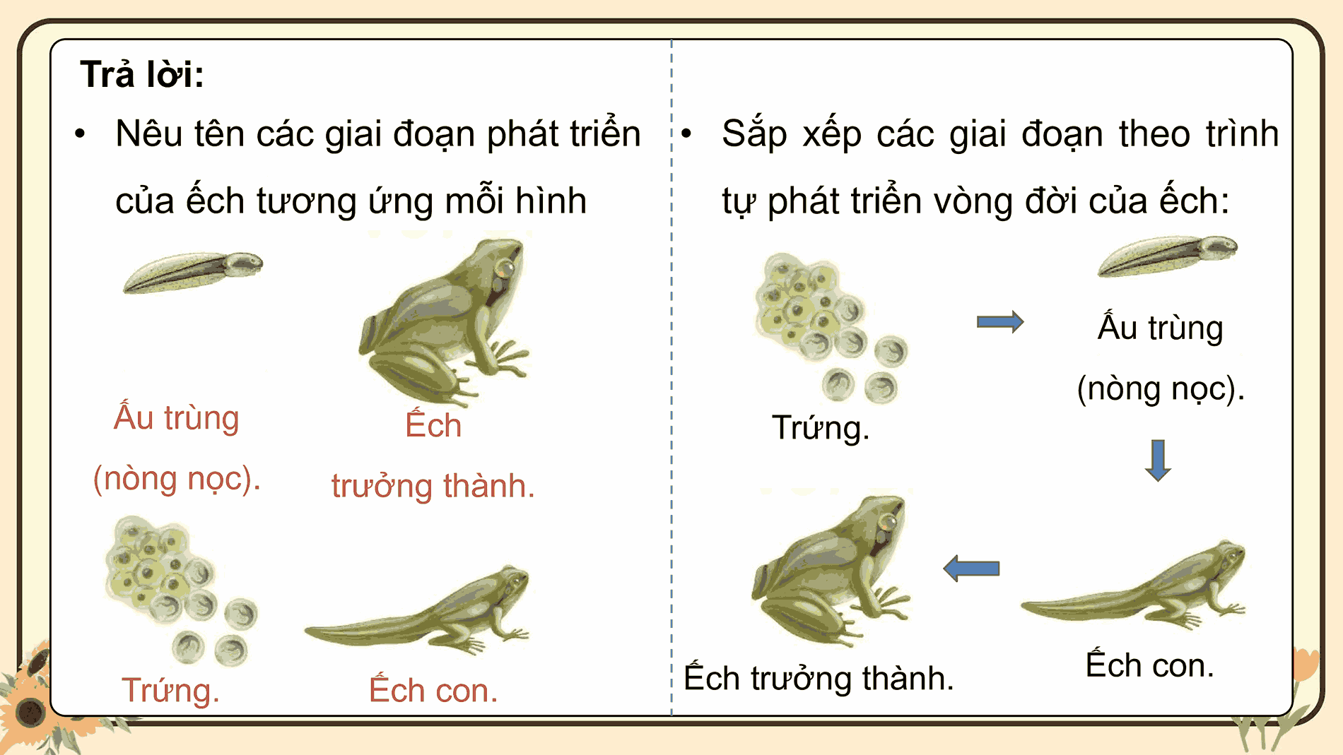 Khoa học 5: Ôn tập chủ đề Thực vật và động vật