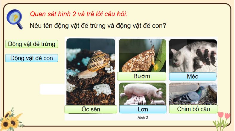 PowerPoint Khoa học 5: Sinh sản của động vật