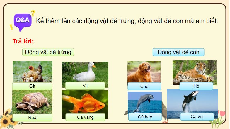 PowerPoint Khoa học 5: Sinh sản của động vật