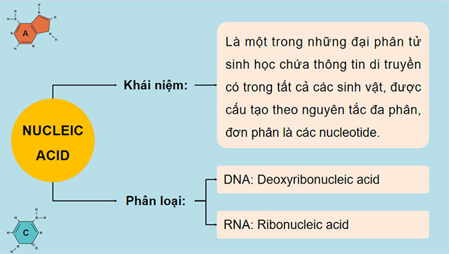 PowerPoint KHTN 9 Bài 37: Nucleic acid và ứng dụng