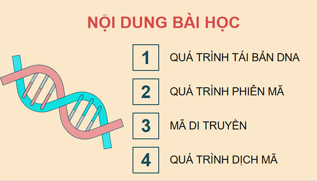 Quá trình tái bản, phiên mã và dịch mã