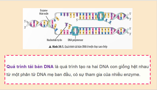 Quá trình tái bản, phiên mã và dịch mã 