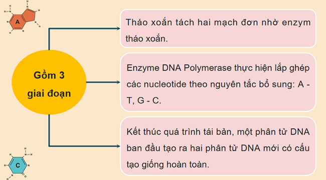 Quá trình tái bản, phiên mã và dịch mã