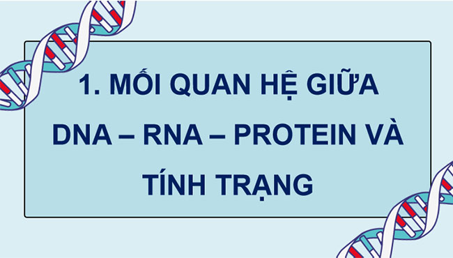 PowerPoint KHTN 9 Bài 40: Từ gene đến tính trạng