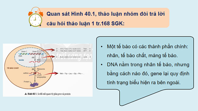 PowerPoint KHTN 9 Bài 40: Từ gene đến tính trạng