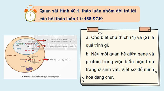 PowerPoint KHTN 9 Bài 40: Từ gene đến tính trạng