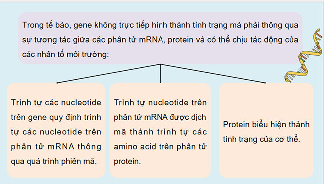 PowerPoint KHTN 9 Bài 40: Từ gene đến tính trạng