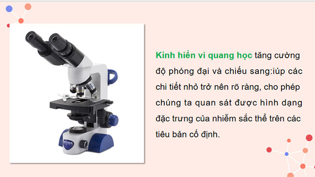 Thực hành Quan sát tiêu bản nhiễm sắc thể