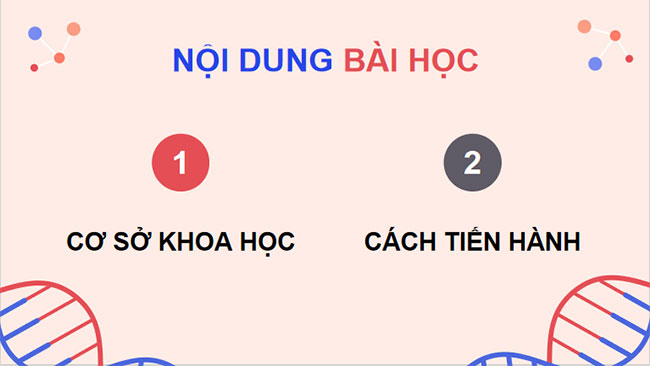 Thực hành Quan sát tiêu bản nhiễm sắc thể