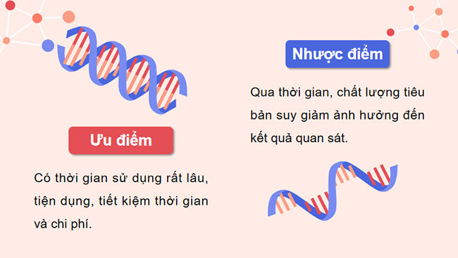 Thực hành Quan sát tiêu bản nhiễm sắc thể