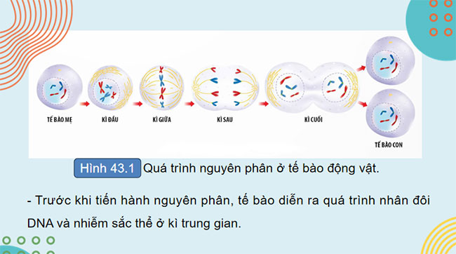 PowerPoint KHTN 9 Bài 43: Di truyền nhiễm sắc thể 