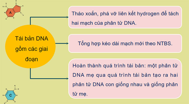 Giáo án PowerPoint KHTN 9 Bài 34 Cánh diều