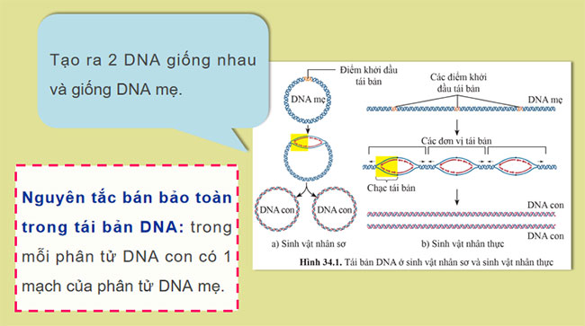 Giáo án PowerPoint KHTN 9 Bài 34 Cánh diều