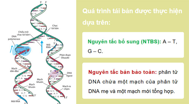 Giáo án PowerPoint KHTN 9 Bài 34 Cánh diều
