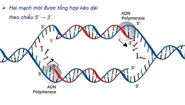 Giáo án PowerPoint KHTN 9 Bài 34 Cánh diều