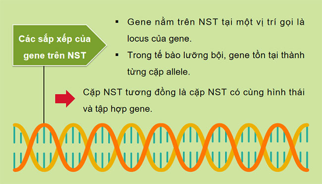 Giáo án PowerPoint KHTN 9 Bài 35 Cánh diều