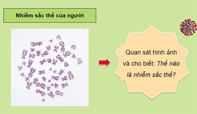 Giáo án PowerPoint KHTN 9 Bài 35 Cánh diều