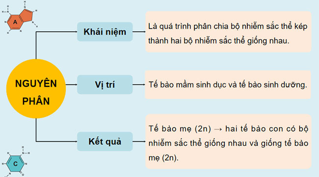 Giáo án PowerPoint KHTN 9 Bài 36 