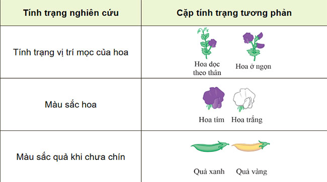Giáo án Sinh học 9 Cánh diều Bài 38
