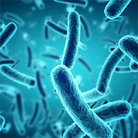 PowerPoint Khoa học 5 Bài 19: Vi khuẩn có ích trong chế biến thực phẩm