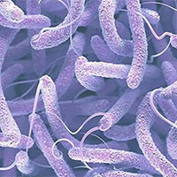 PowerPoint Khoa học 5 Bài 20: Một số bệnh ở người do vi khuẩn gây ra