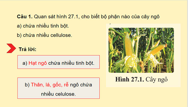 Giáo án Hóa học 9 Bài 27 Tinh bột và cellulose