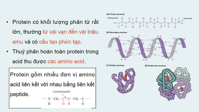 Giáo án Hóa học 9 Bài 28 Lipid và chất béo