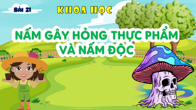 PowerPoint Nấm gây hỏng thức ăn và nấm độc