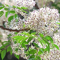 Cảm nhận về không gian mùa xuân của làng quê Bắc Bộ trong bài Mưa xuân