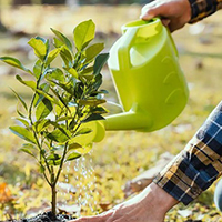 Kịch bản chương trình Tết trồng cây 2025