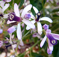 Xác định bố cục, mạch cảm xúc của bài Mưa xuân