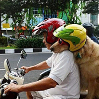 Chở chó, mèo trên xe máy gây tai nạn thì có phải bồi thường thiệt hại không?