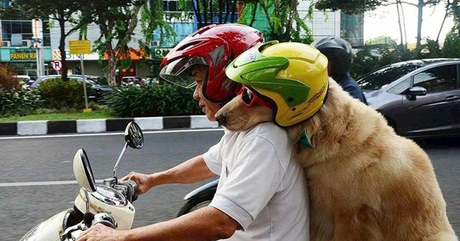 Chở chó, mèo trên xe máy gây tai nạn thì có phải bồi thường thiệt hại không?