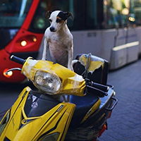 Người điều khiển xe máy chở chó ngồi trên xe máy có bị phạt không?