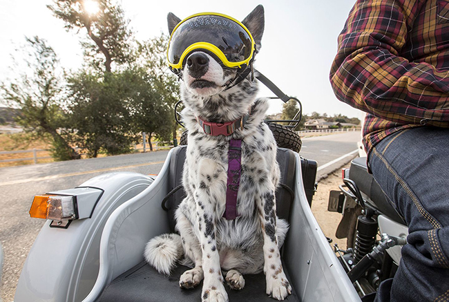 Chở chó trên xe máy có bị phạt không?